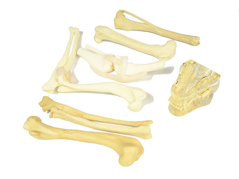 小动物骨骼模型