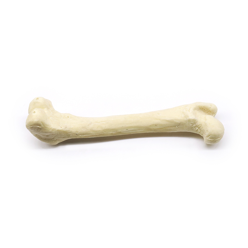 骨骼模型