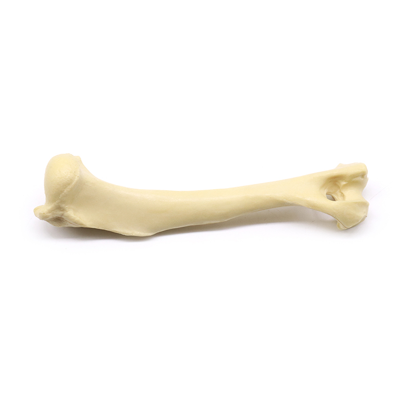 骨骼模型