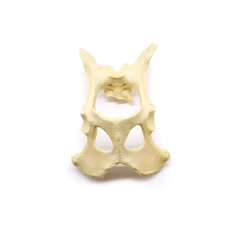 犬盆骨模型